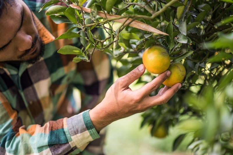 Ideal para viviendas compactas: el árbol que produce frutos durante todo el año, es sencillo de mantener y no levanta raíces (foto: archivo)