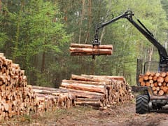 Ley de Bosques: el mapa del conflicto provincia por provincia y qué sectores se benefician