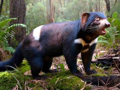 Desastre en el mundo animal: para salvarlo de la extinción acabaron con 6000 de los pingüinos más pequeños del mundo