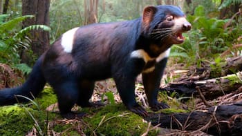Desastre en el mundo animal: para salvarlo de la extinción acabaron con 6000 de los pingüinos más pequeños del mundo
