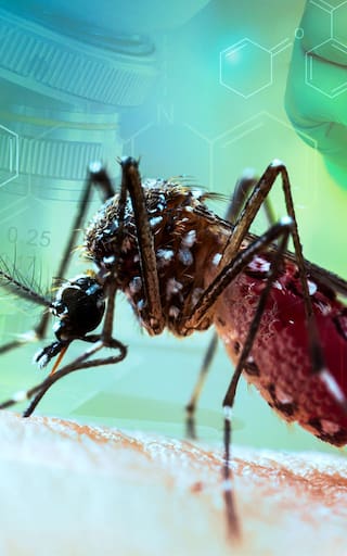 Alerta por dengue en Colombia: reportan siete muertes y advierten por el aumento de casos en Meta