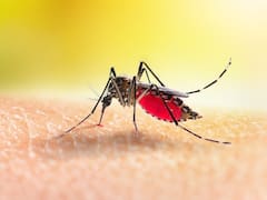 Cuidado con el dengue: un estado de México advirtió a su gente y recordó los síntomas de la enfermedad