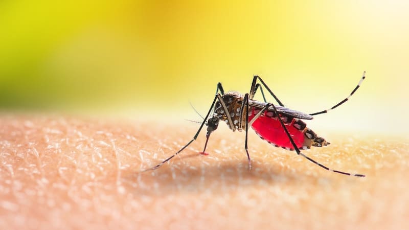 El Gobierno de BCS dio a conocer los principales síntomsa del dengue. Atención con el último de ellos que puede parecer inofensivo.