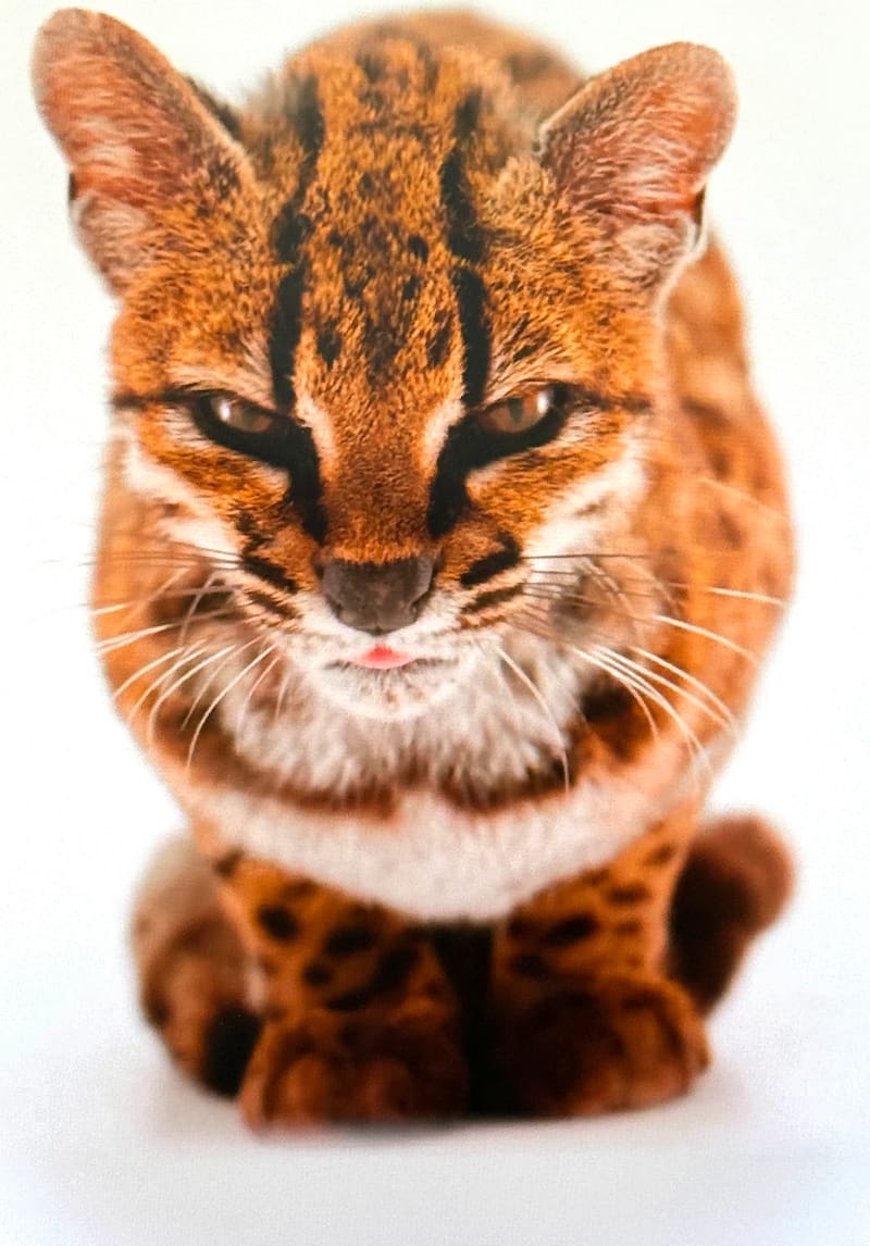 AME8361. WASHINGTON (ESTADOS UNIDOS), 17/09/2026.- Captura de pantalla tomada de la cuenta oficial en X de National Geographic @NatGeo que muestra una nueva especie de felino silvestre. La especie, bautizada como Leopardus tilcayo o gato tilcayo, fue identificada mediante el análisis de ADN de ejemplares históricos conservados en museos y de muestras de animales vivos, de acuerdo con National Geographic. EFE/ @NatGeo /SOLO USO EDITORIAL/ NO VENTAS/ SOLO DISPONIBLE PARA ILUSTRAR LA NOTICIA QUE ACOMPAÑA (CRÉDITO OBLIGATORIO)