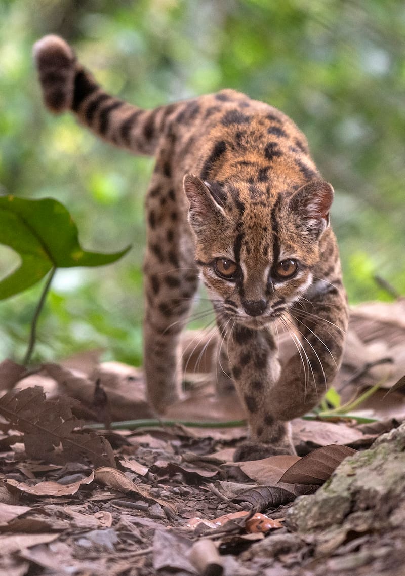 AME8389. WASHINGTON (ESTADOS UNIDOS), 17/09/2026.- Fotografía cedida por Fernando Faciole/National Geogrpahic que muestra una nueva especie de felino silvestre. La especie, bautizada como Leopardus tilcayo o gato tilcayo, fue identificada mediante el análisis de ADN de ejemplares históricos conservados en museos y de muestras de animales vivos, de acuerdo con National Geographic. EFE/ Fernando Faciole/National Geogrpahic /SOLO USO EDITORIAL/ NO VENTAS/ SOLO DISPONIBLE PARA ILUSTRAR LA NOTICIA QUE ACOMPAÑA (CRÉDITO OBLIGATORIO)