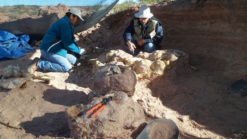 Descubren en la Patagonia una nueva especie de Dinosaurio que vivió hace 83 millones de años
Fuente: Conicet