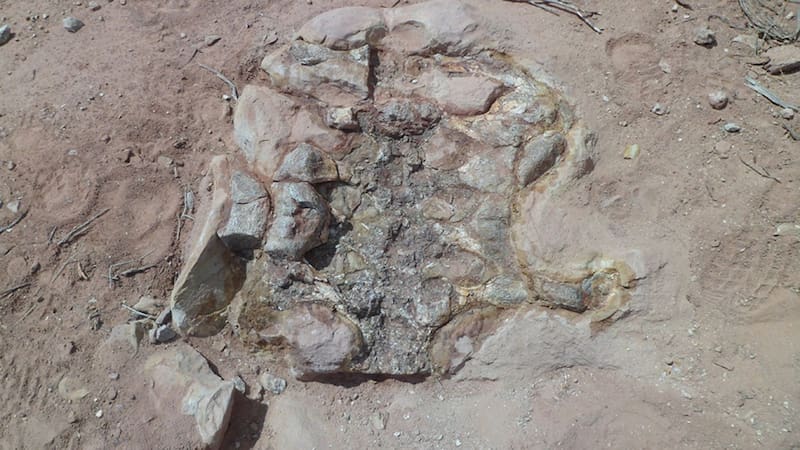 Descubren en la Patagonia una nueva especie de Dinosaurio que vivió hace 83 millones de años
Fuente: Conicet