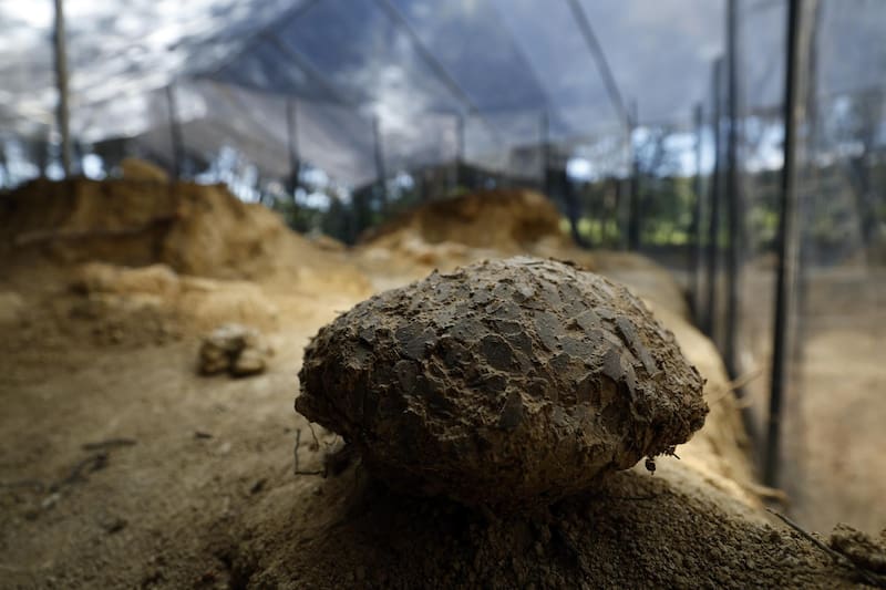El geólogo Alain Cabot posa con un huevo de dinosaurio en el Museo-Parque de Dinosaurios de Meze, en el sur de Francia.