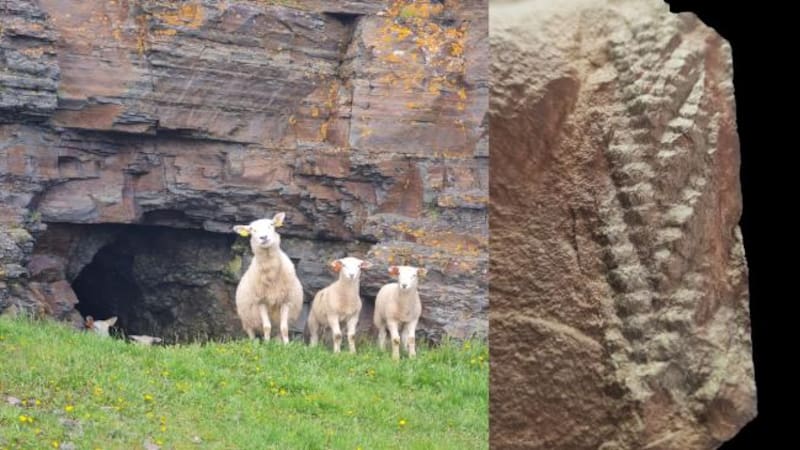Descubren un fósil de Charnia, uno de los animales más antiguos, con 560 millones de años.