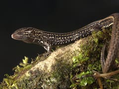 El hallazgo del siglo | Descubren una nueva especie de reptil nunca antes visto: vive a más de 3000 metros de altura