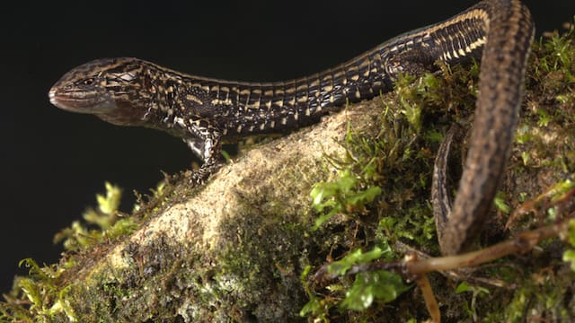 El hallazgo del siglo | Descubren una nueva especie de reptil nunca antes visto: vive a más de 3000 metros de altura
