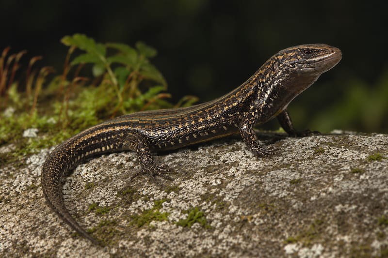 Descubren una nueva especie de lagartija en una reserva natural de los Andes peruanos.