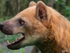 Hallazgo del siglo | Descubren una nueva especie de “perro oso” que habitó en España hace 15,9 millones de años: se trata de un gran mamífero carnívoro