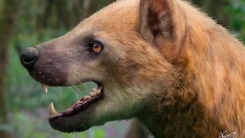 Hallazgo del siglo | Descubren una nueva especie de “perro oso” que habitó en España hace 15,9 millones de años: se trata de un gran mamífero carnívoro