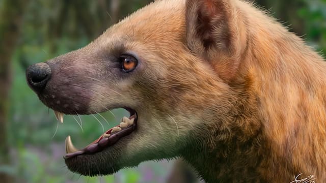 Hallazgo del siglo: descubren un gran mamífero carnívoro que habitó en España hace 15,9 millones de años