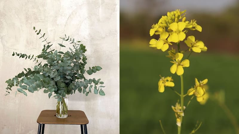 El Eucalipto (izquierda) y la mostaza india (derecha) tienen la capacidad de absorber oro. Foto: Freepik