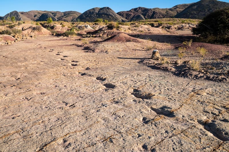 El hallazgo permite comparar cómo eran los diferentes dinosaurios del mundo.