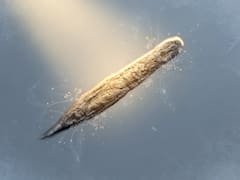 Despertó después de 24,000 años: el animal que estuvo congelado, volvió a la vida y ahora se está reproduciendo