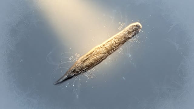 Despertó tras 24,000 años: el animal que estuvo congelado, volvió a la vida y ahora se está reproduciendo