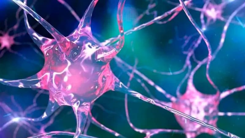 Un interruptor para las neuronas: cómo funciona la optogenética y por qué ganó un Premio Nobel.