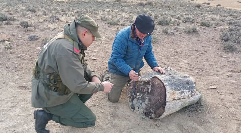 Los troncos petrificados hallados en Río Negro fueron trasladados al Museo Paleontológico de Bariloche para su análisis y clasificación.