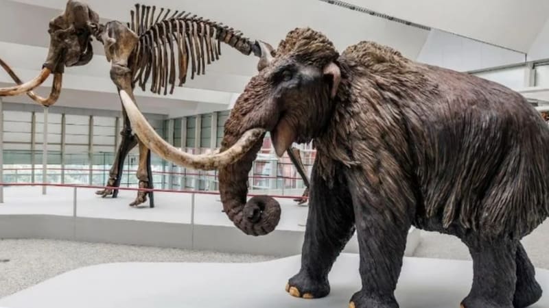 Descubrimiento extraordinario: hallan cromosomas de un mamut de 50.000 años intactos, ¿podría reproducirse?