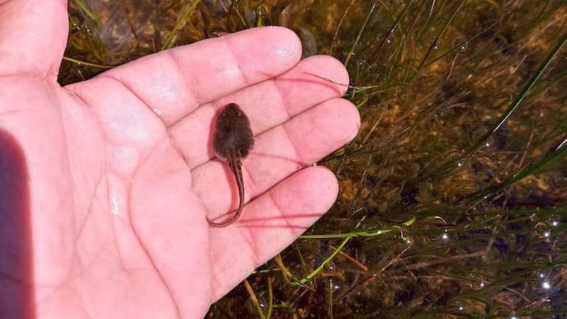 Descubrimiento histórico en la Patagonia.