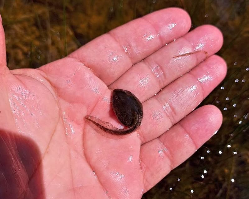 Descubrimiento histórico en la Patagonia.