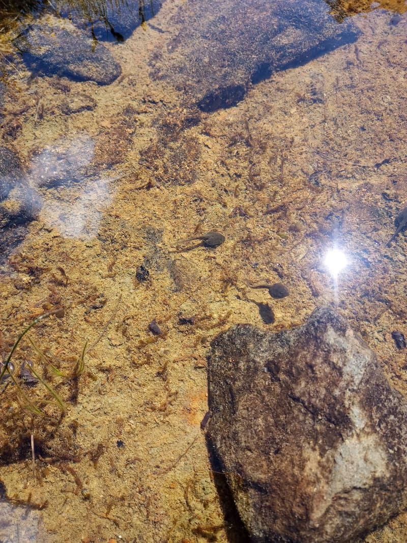 Descubrimiento histórico en la Patagonia.