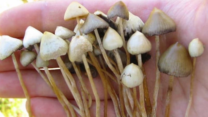 Descubrimiento inédito | Hallaron un nuevo medicamento natural que podría ser eficaz para terminar con la adicción a la cocaína