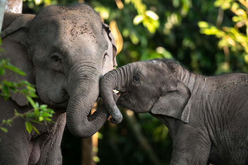 El proceso comenzó a hacerse más evidente cuando África atravesó una creciente aridificación, que empezó hace unos 7,2 millones de años. (Foto: Shutterstock)