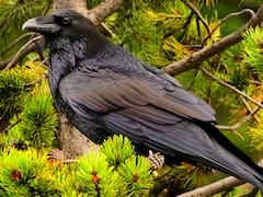 Se escuchan cuervos cantar en tu casa o jardín cada día: esto es lo que qué significa y por qué es bueno