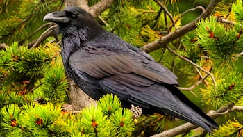 Se escuchan cuervos cantar en tu casa o jardín cada día: esto es lo que qué significa y por qué es bueno