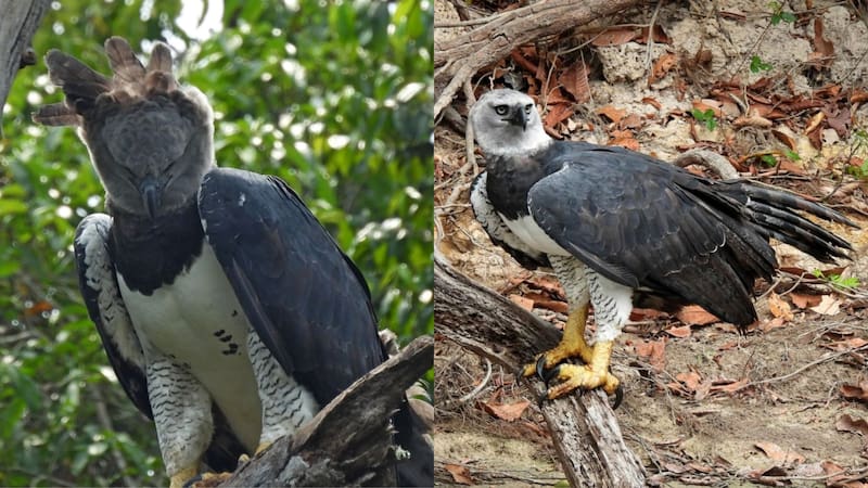 Después de 20 años sin dejar huella, reaparece en Argentina el ave más temida de Sudamérica. Foto: iNaturalist