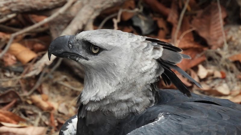 Después de 20 años sin dejar huella, reaparece en Argentina el ave más temida de Sudamérica. Foto: iNaturalist