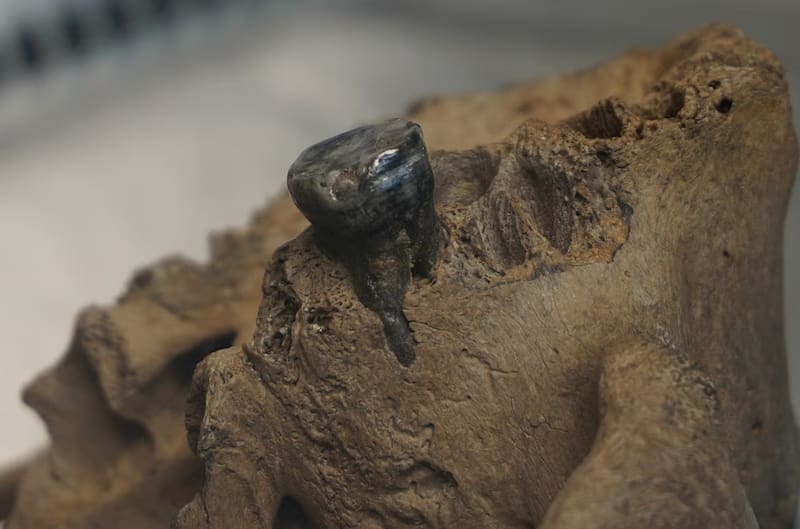The discovery offers new clues about one of the most enigmatic human lineages and could reshape what scientists know about the appearance of these ancient human relatives. Credits: Institute of Vertebrate Paleontology and Paleoanthropology, Chinese Academy of Sciences.