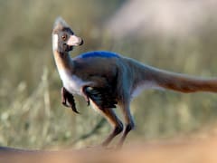 Hallan el “santo grial” del Cretácico en la Patagonia: es el eslabón que faltaba en la historia de su evolución