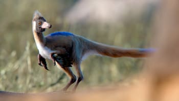 Hallan el “santo grial” del Cretácico en la Patagonia: es el eslabón que faltaba en la historia de su evolución