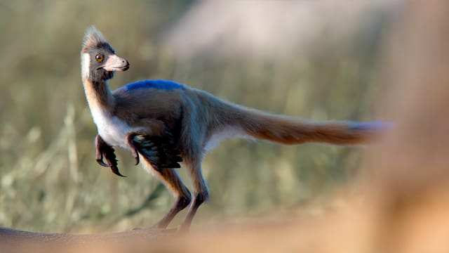 Hallan el “santo grial” del Cretácico en la Patagonia: es el eslabón que faltaba en la historia de su evolución