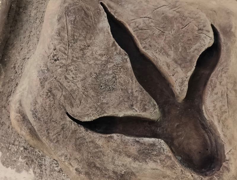 Las huellas fueron vistas por primera vez en 1988.