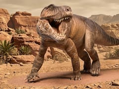 Orgullo nacional: científicos de CONICET descubren un reptil gigante que vivió hace 237 millones de años en La Rioja