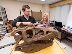 Encuentran fósiles inéditos de dinosaurios que reescriben la historia completa de la especie