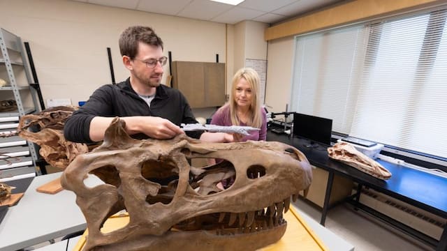 Encuentran fósiles inéditos de dinosaurios que reescriben la historia completa de la especie