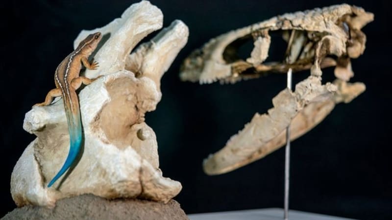 Se trata del lagarto terrestre más completo conocido para el Cretácico tardío en Sudamérica. Foto: Conicet.