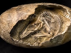 Sin precedentes: hallaron un huevo de hace 70 millones de años con un dinosaurio no nacido dentro y revela un secreto evolutivo que nadie había notado