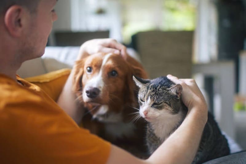 El proyecto prevé la creación del Sistema Único Digital de Identificación de Perros y Gatos