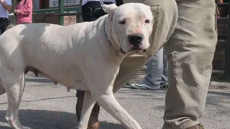Dogo