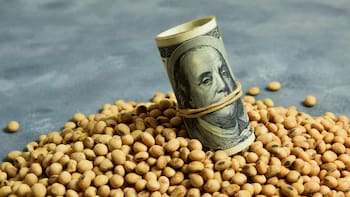 Qué tan competitiva es Argentina para producir granos: los tres rubros donde todavía pierde terreno y frente a qué países