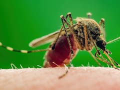 Un descubrimiento científico reveló la técnica que usan los mosquitos para encontrarte en la oscuridad: evitan los pies y las axilas