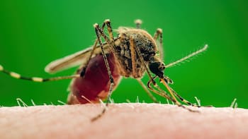 Un descubrimiento científico reveló la técnica que usan los mosquitos para encontrarte en la oscuridad: evitan los pies y las axilas